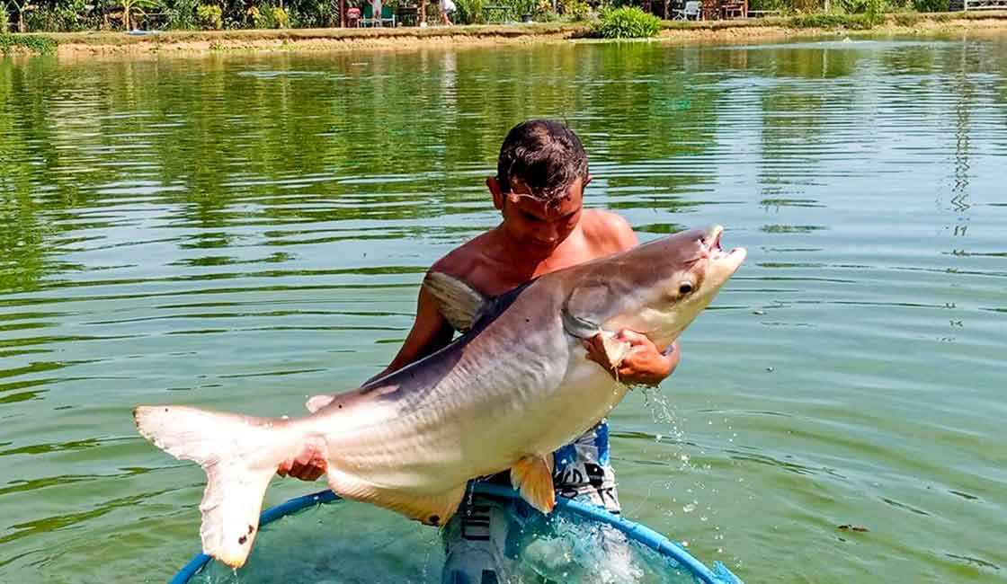 The Phuket Sandbox-Big Mekong Catfish