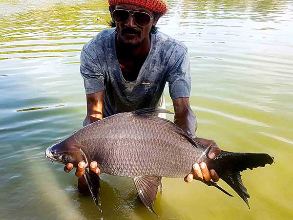 查龙垂钓公园的黑鲨鲦鱼