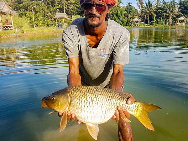 查龙垂钓公园的鲤鱼